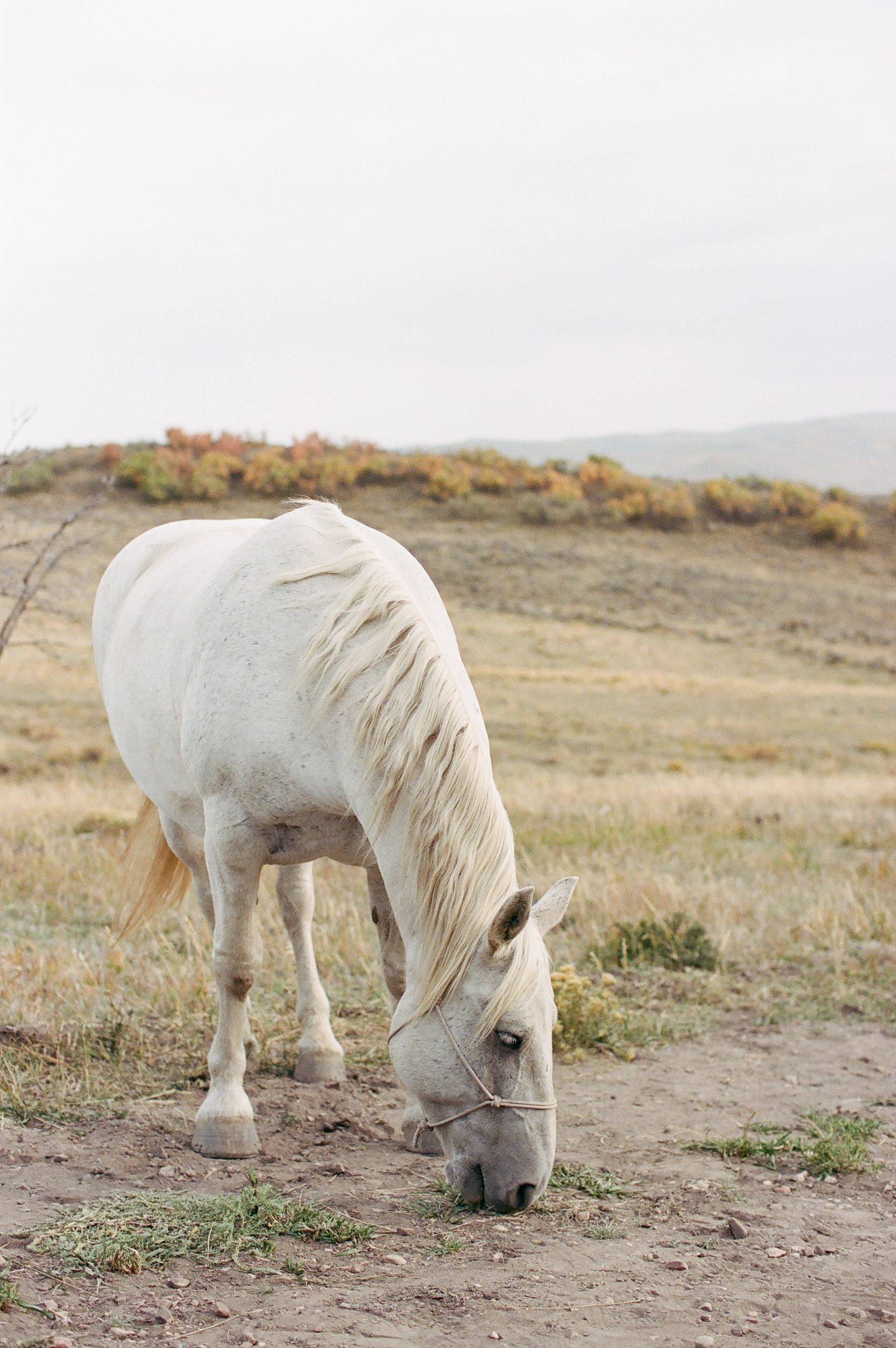 Ranch Wedding Venues in Jackson Hole - horse grazing in a pasture