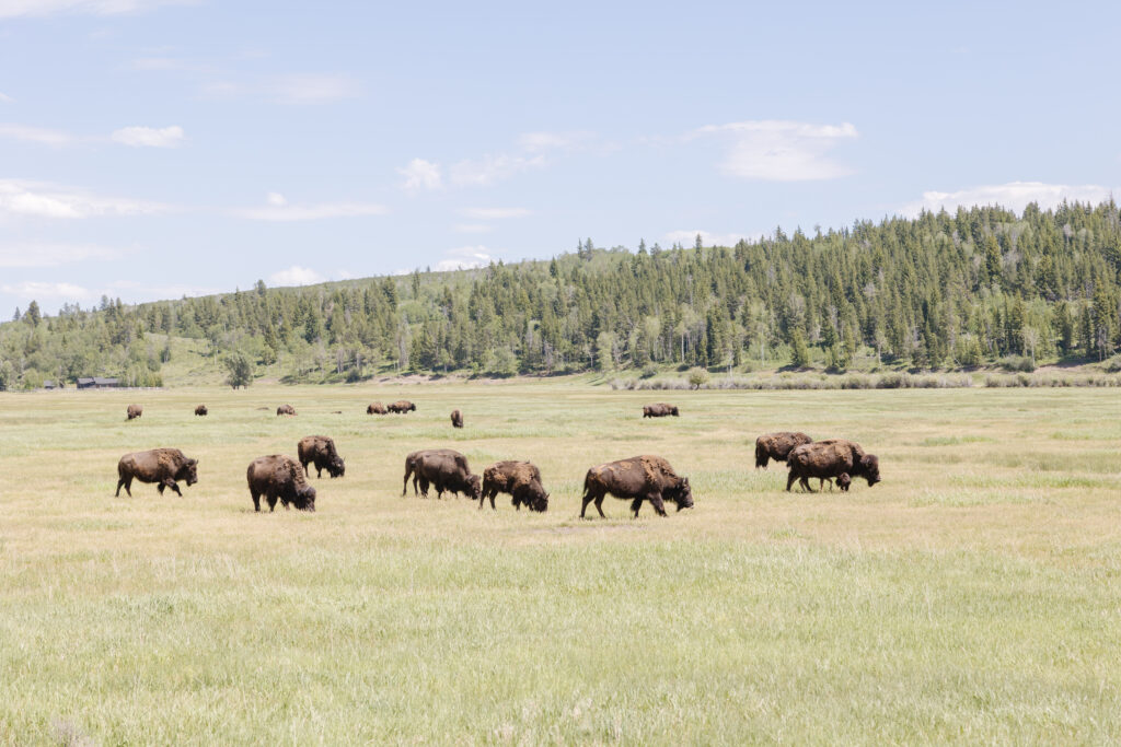 bison on the 40 minute drive from Jackson Hole to Diamond Cross Ranch
