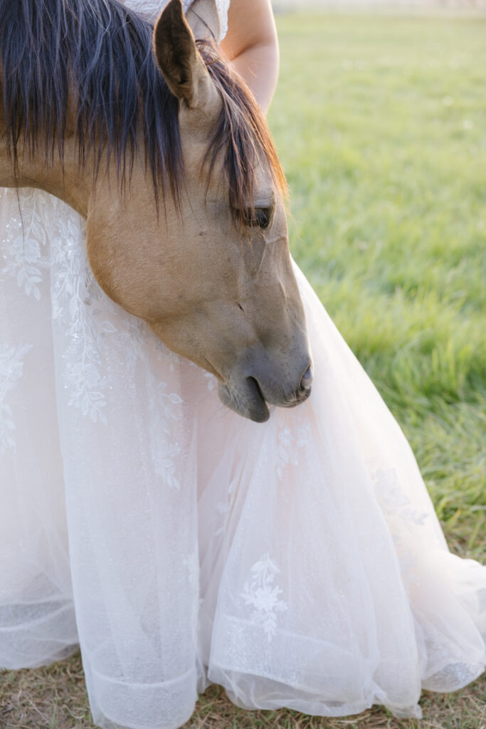 a curious horse sniffing the brides dress