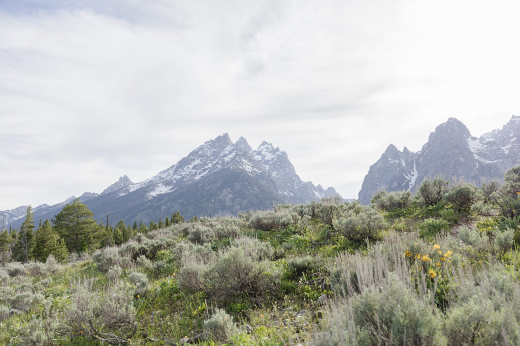 a view of the grass covered hills and Tetons - Schwabacher Landing