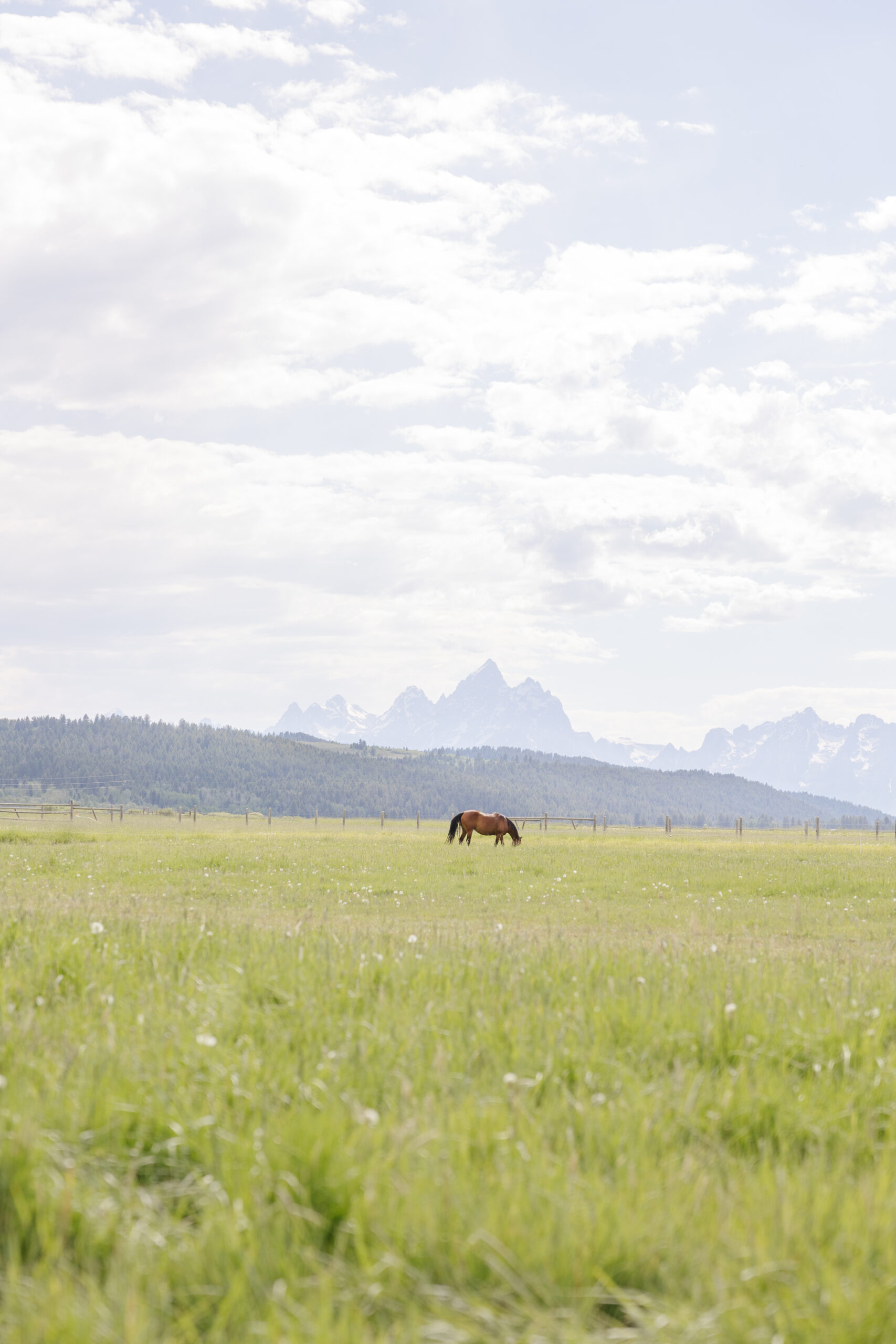 Horse standing in field of Grand Tetons.