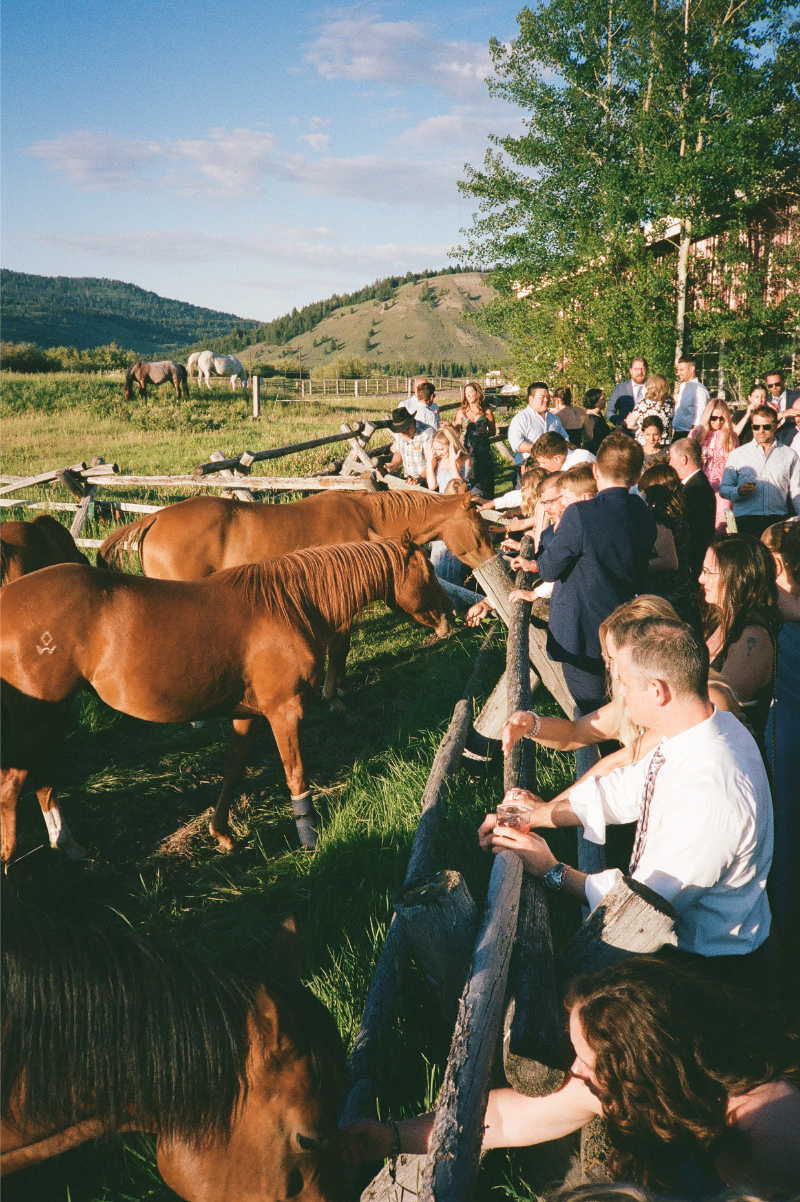 Guests admiring horses during a Jackson Hole destination wedding.