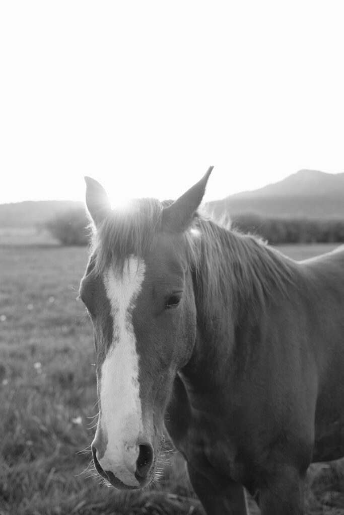 Local Jackson Hole photographer captures black and white photo of horse during an elopement.