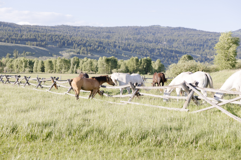 Horses grazing beside rustic fencing during a Western wedding weekend in Jackson Hole with rolling Wyoming hills and open pastures.