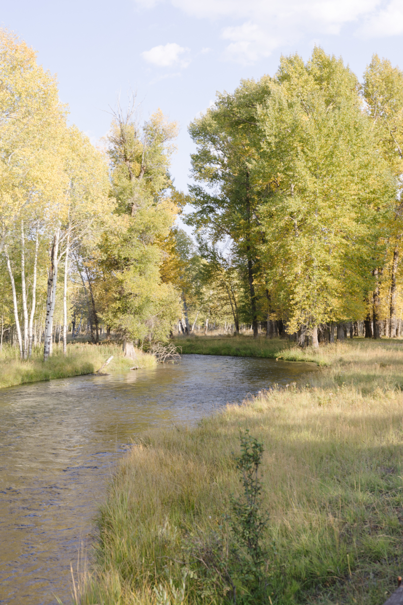 Peaceful river winding through golden aspens during autumn in Jackson Hole