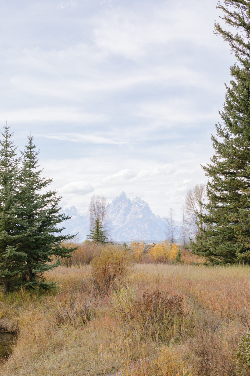 Grand Teton mountain views framed by autumn trees during a Jackson Hole fall wedding