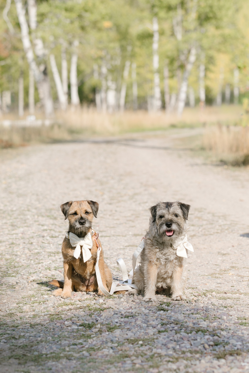 Wedding ceremony ideas featuring two wedding dogs wearing white bows before an outdoor Jackson Hole ceremony.