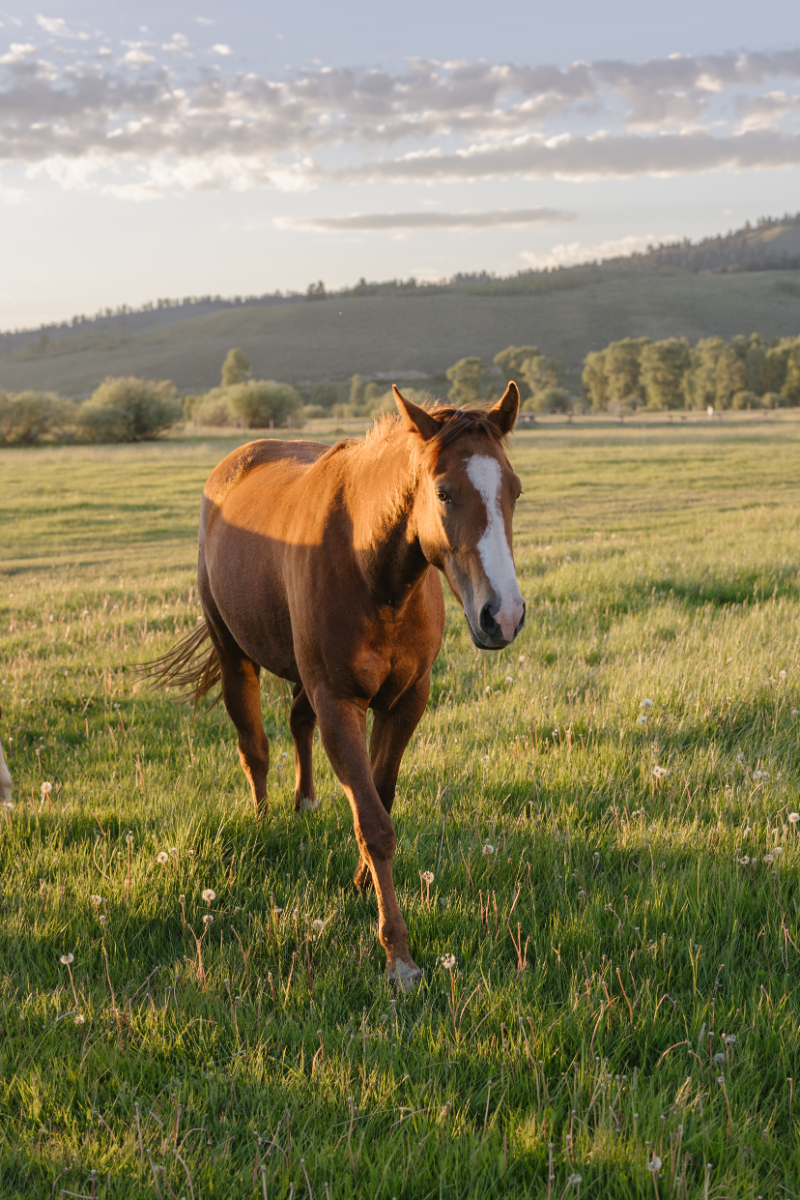 Horse walking through a sunlit Wyoming field during golden hour near a Jackson Hole wedding celebration